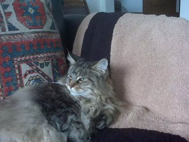 All Creatures Healing Network