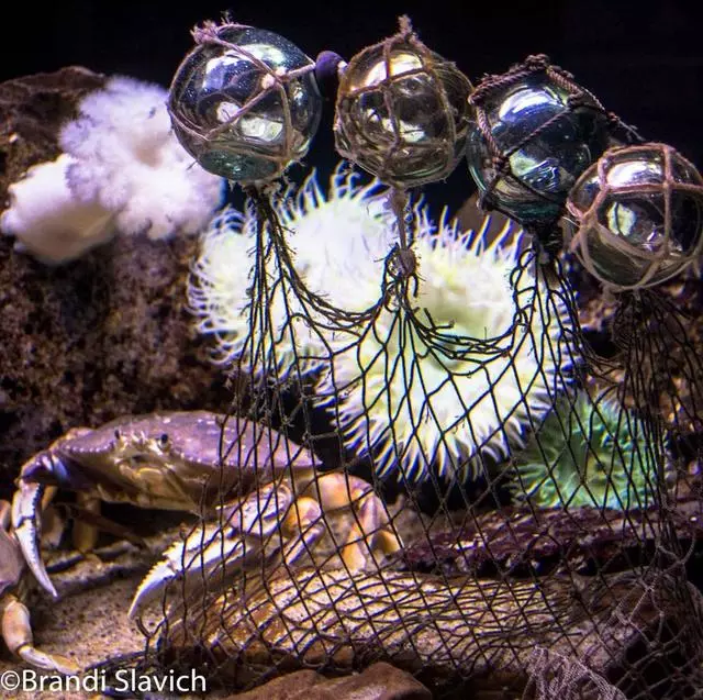 Aquarium Of The Bay