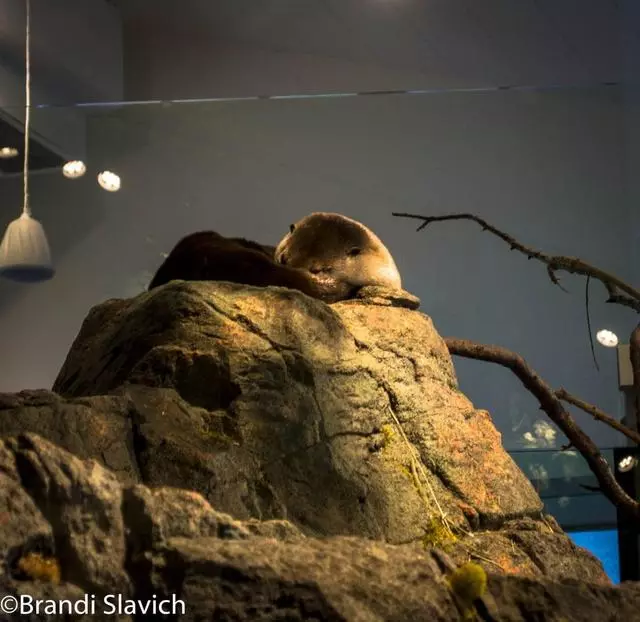 Aquarium Of The Bay