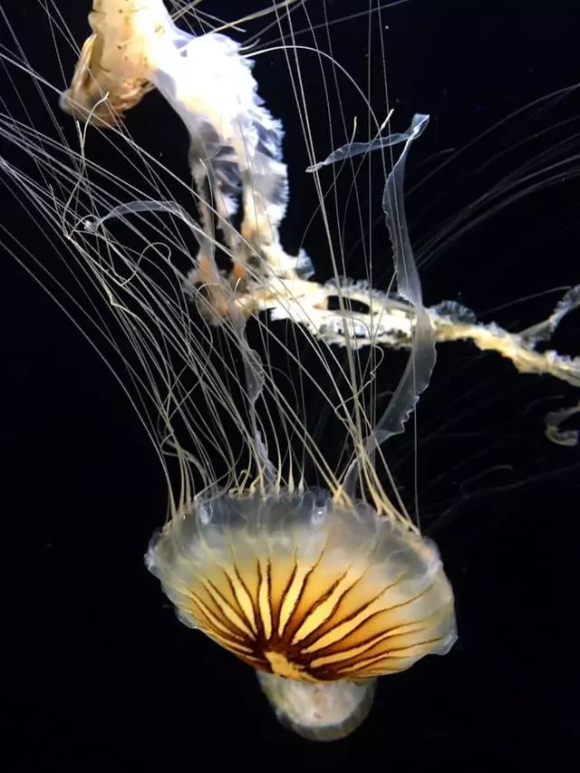 Aquarium Of The Bay