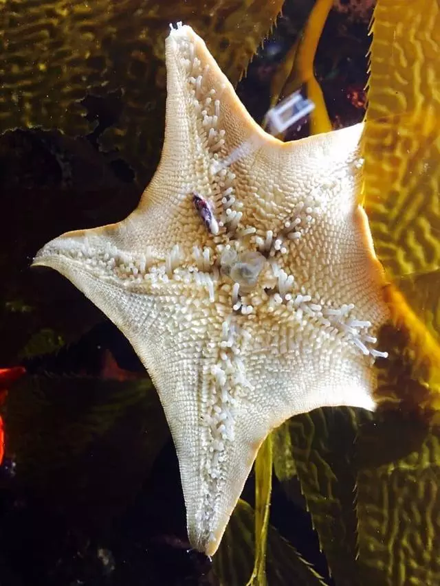 Aquarium Of The Bay