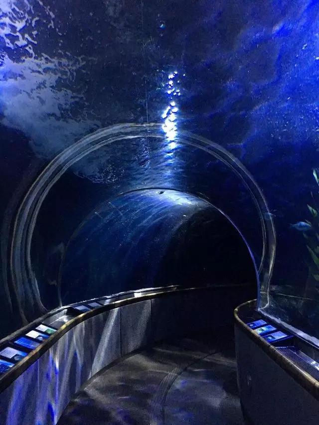 Aquarium Of The Bay