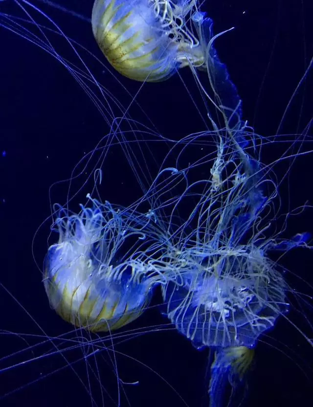 Aquarium Of The Bay