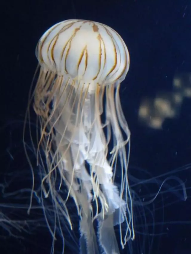 Aquarium Of The Bay
