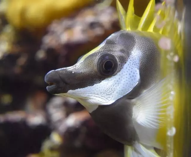 Aquarium Of The Bay