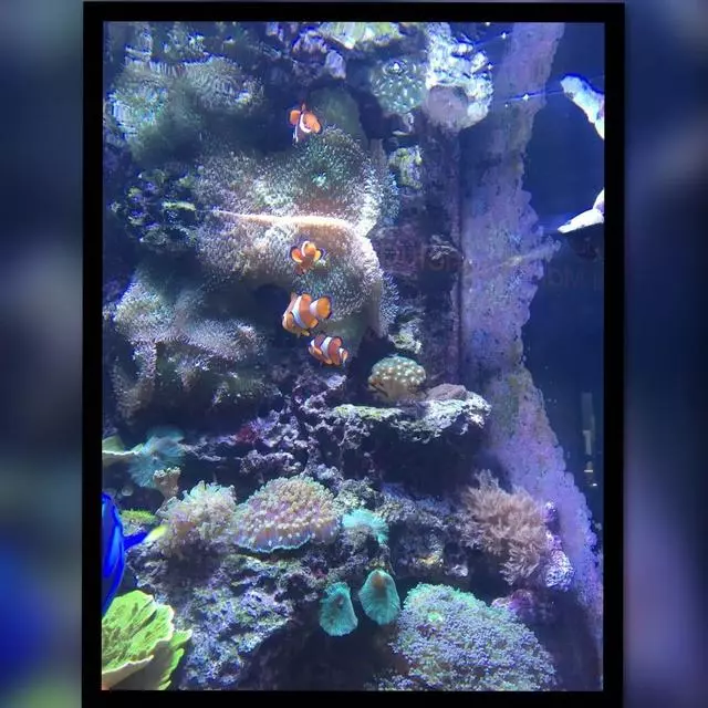 Aquarium Of The Bay