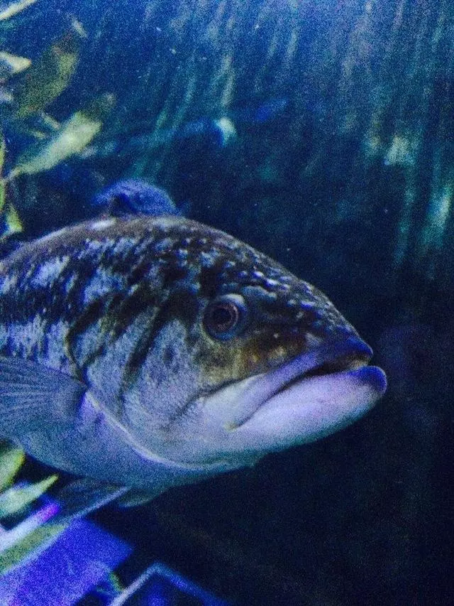 Aquarium Of The Bay