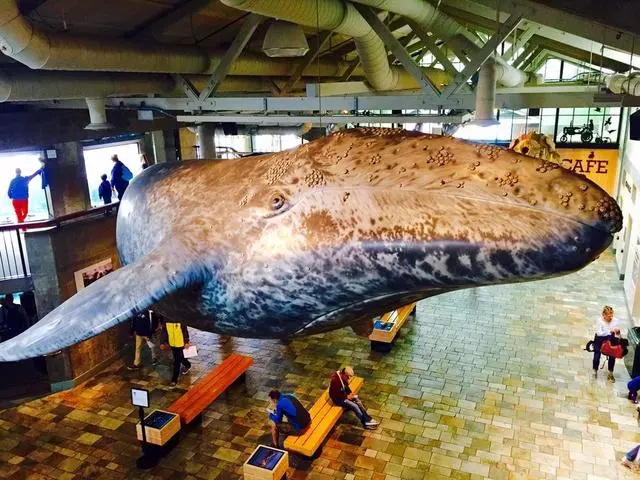 Aquarium Of The Bay