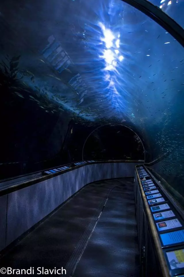 Aquarium Of The Bay
