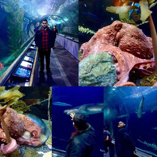 Aquarium Of The Bay