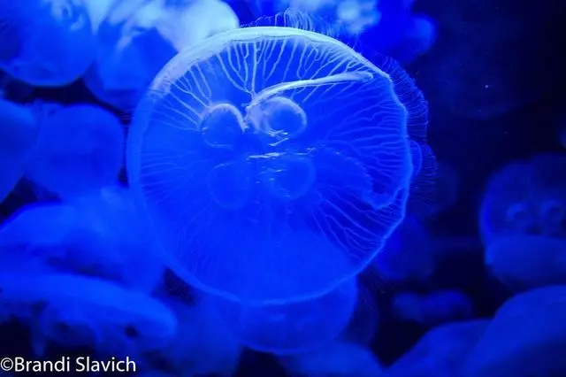 Aquarium Of The Bay