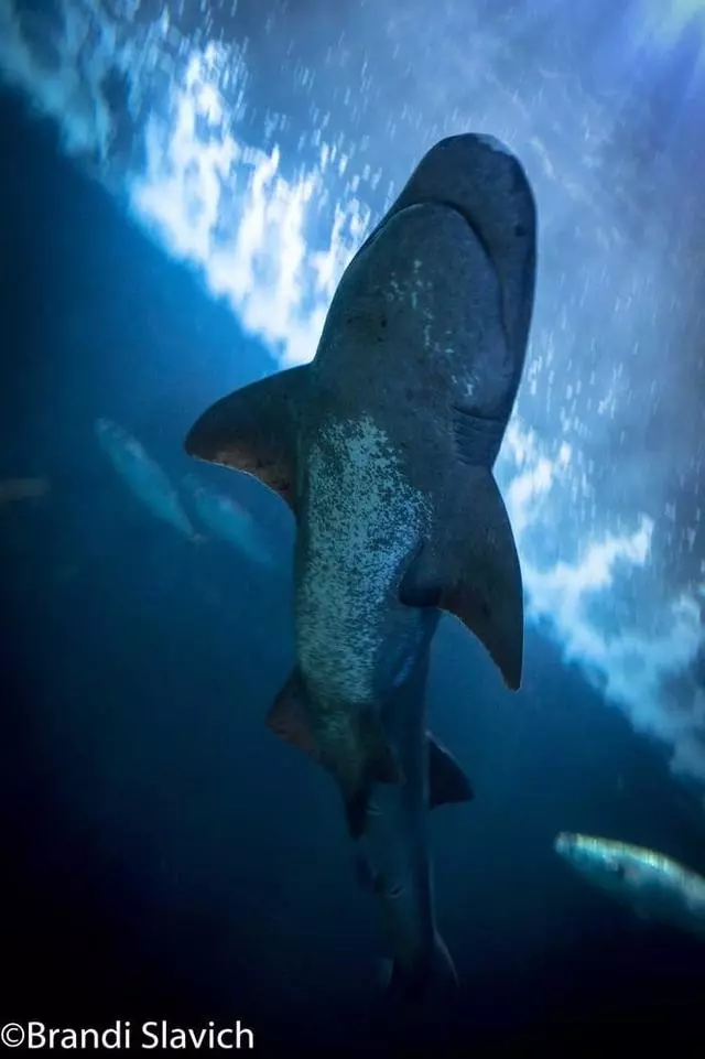 Aquarium Of The Bay
