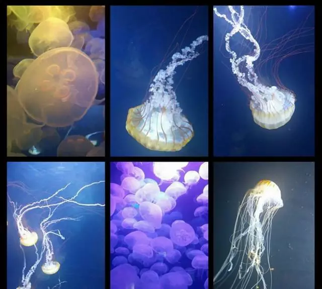 Aquarium Of The Bay