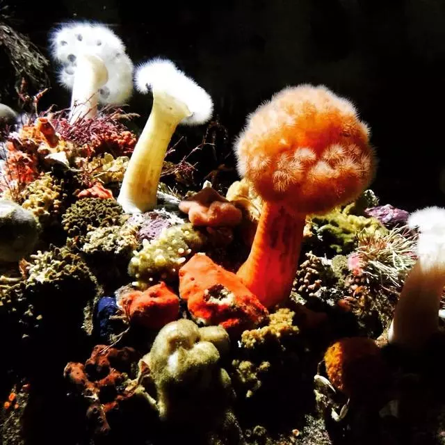 Aquarium Of The Bay