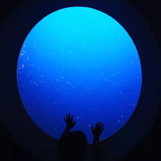 Aquarium Of The Bay