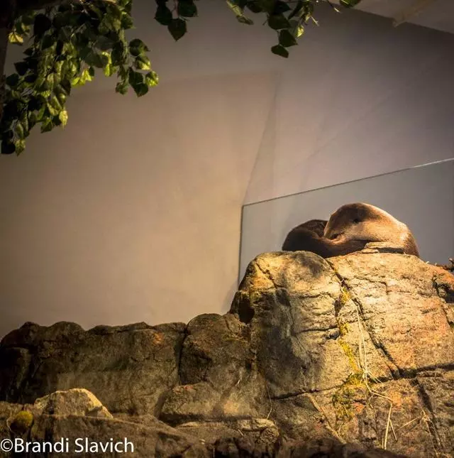 Aquarium Of The Bay