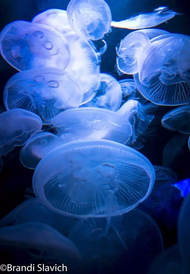 Aquarium Of The Bay