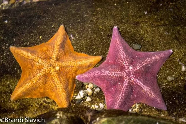 Aquarium Of The Bay