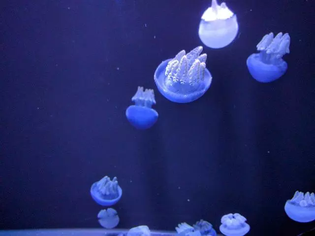 Aquarium Of The Bay