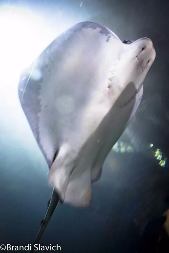 Aquarium Of The Bay