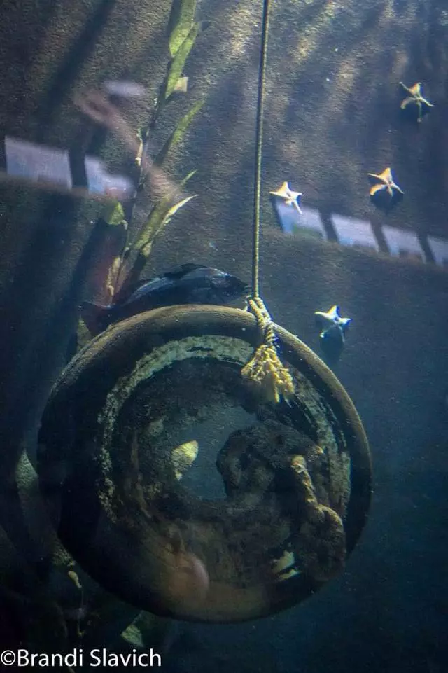 Aquarium Of The Bay