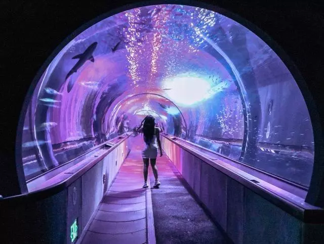 Aquarium Of The Bay