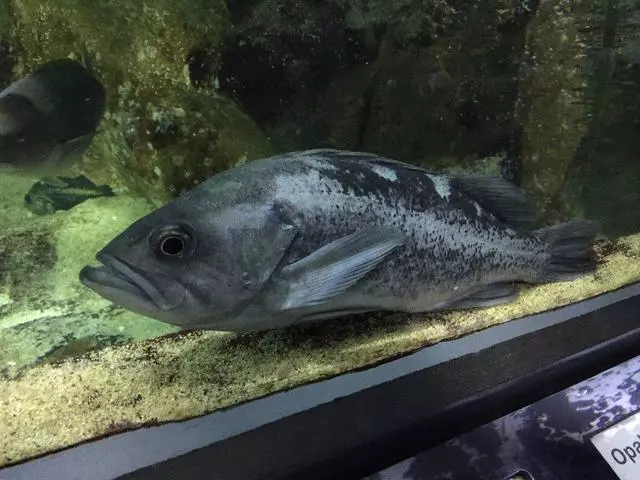 Aquarium Of The Bay