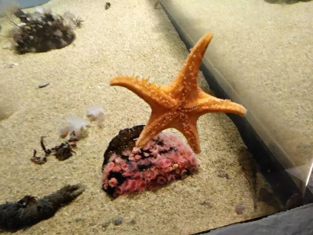 Aquarium Of The Bay