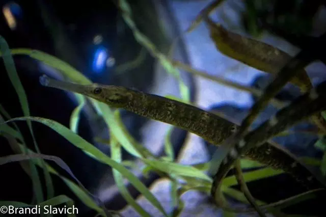 Aquarium Of The Bay