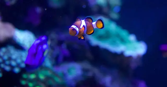 Aquarium Of The Bay