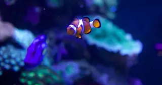 Aquarium Of The Bay