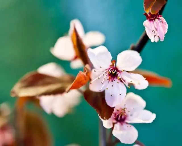 Women&apos;s Integrative Therapy