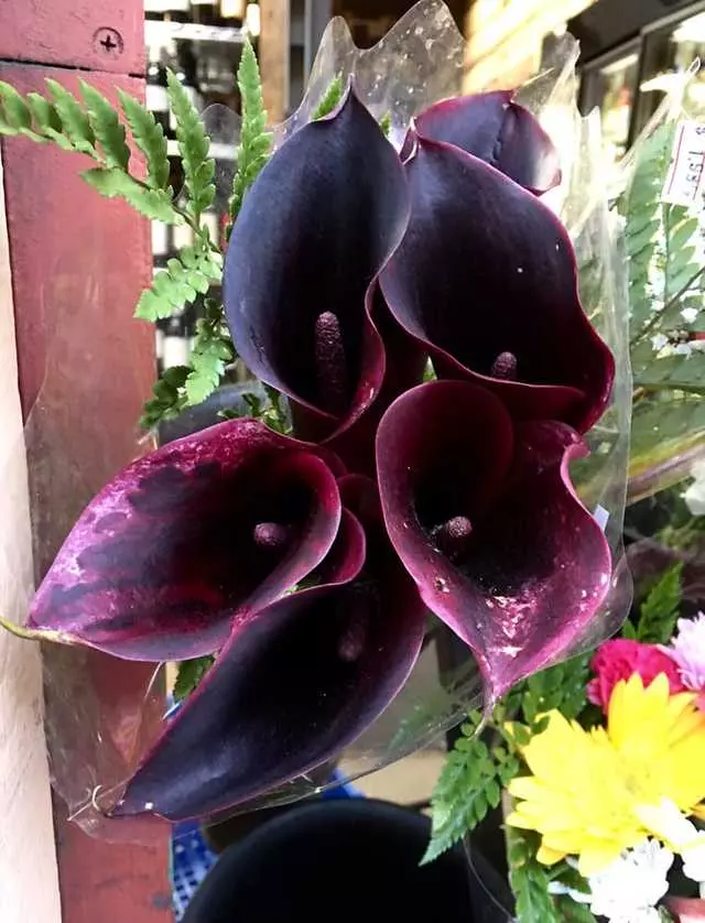 Nabila&apos;s Naturals