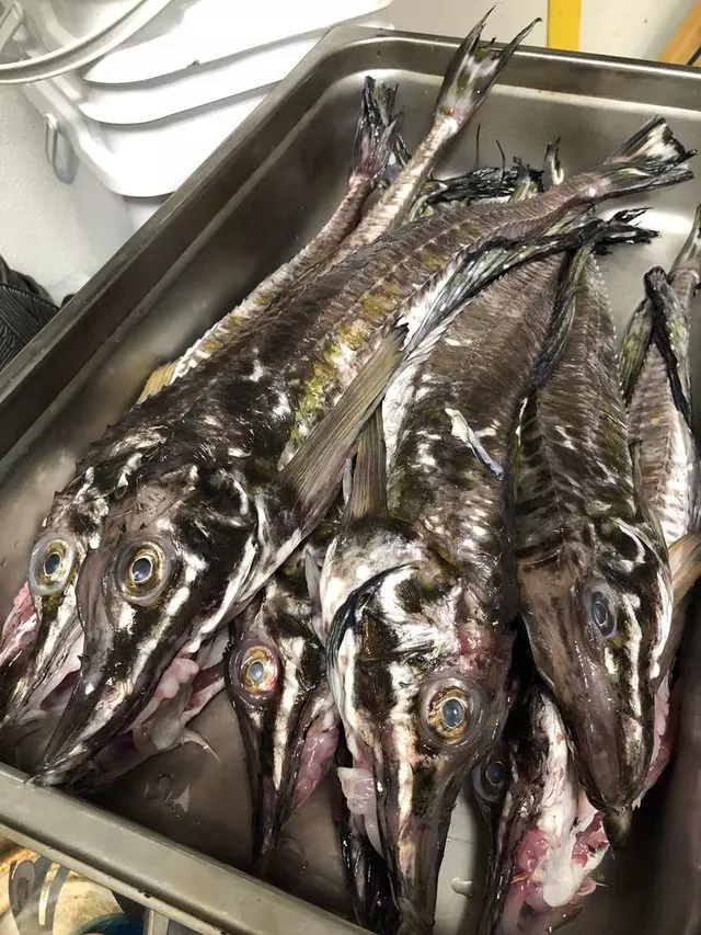 Omakase