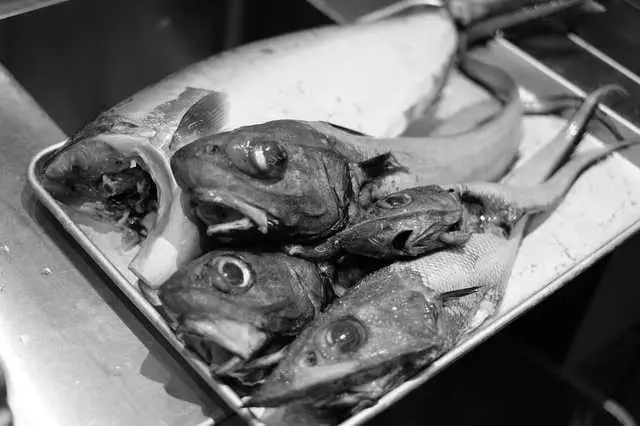 Omakase