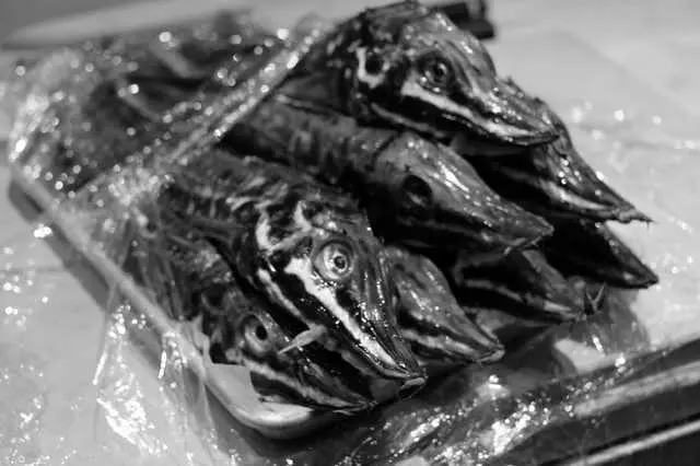 Omakase