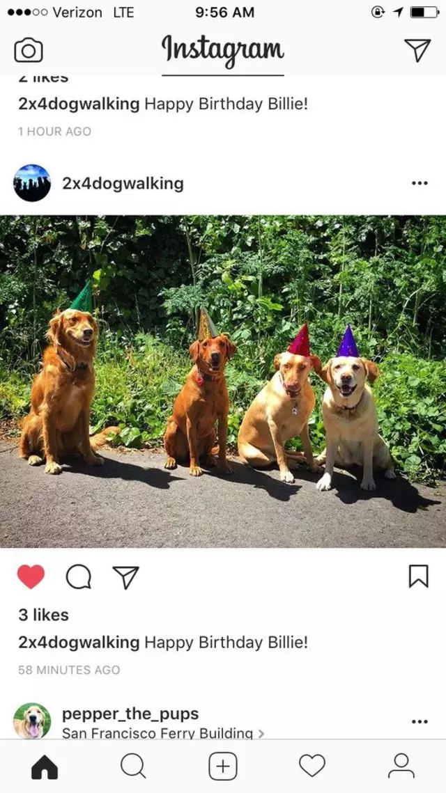 2x4 Dog Walking