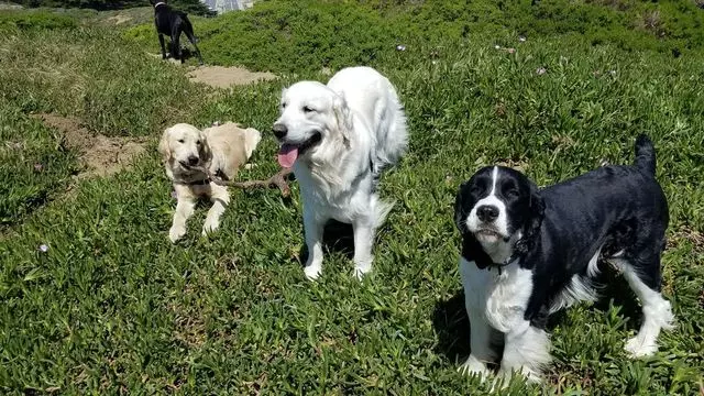 A Walk In the Park