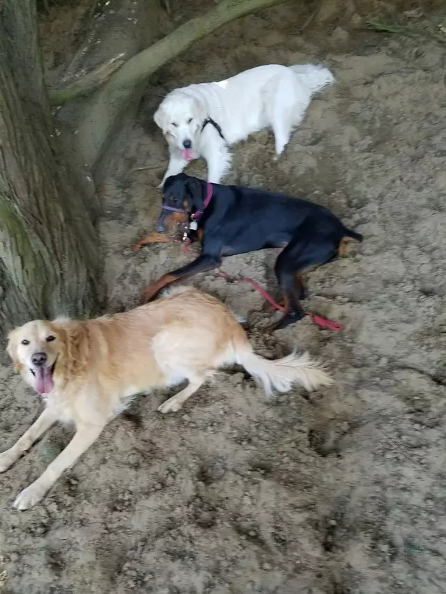 A Walk In the Park