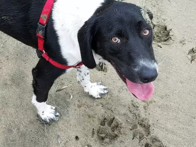 A Walk In the Park