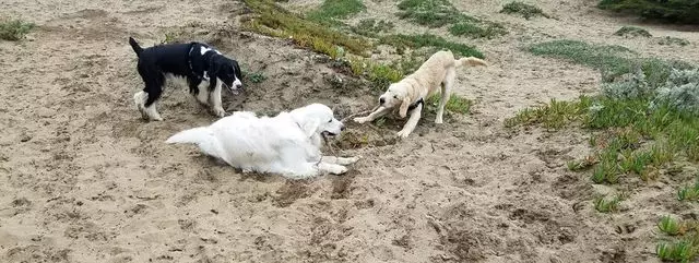 A Walk In the Park