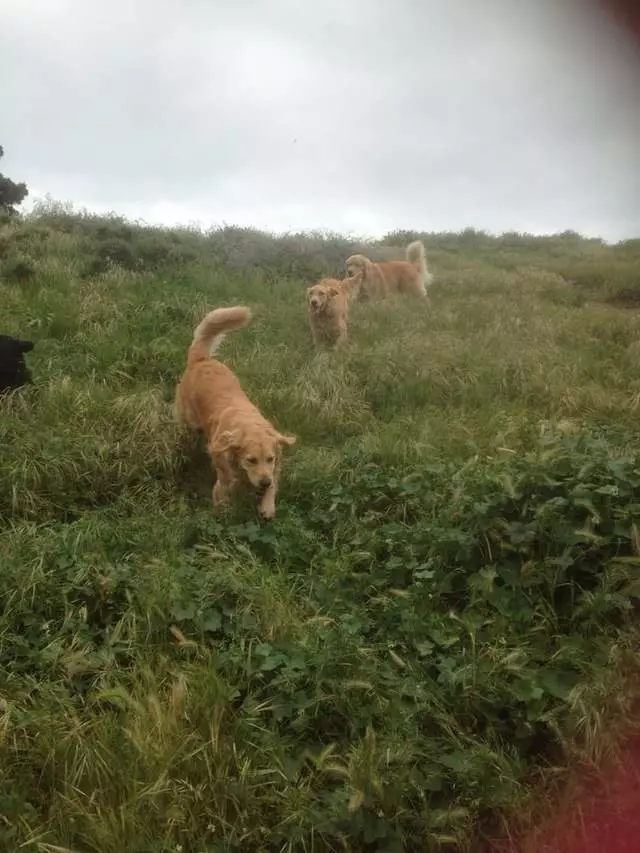 A Walk In the Park