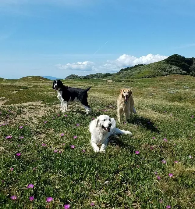 A Walk In the Park