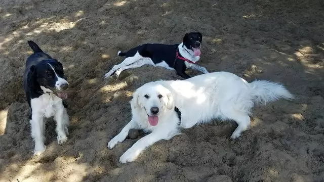 A Walk In the Park