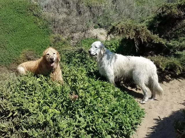 A Walk In the Park