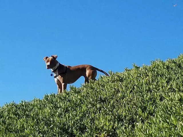 A Walk In the Park