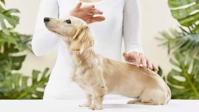 Animal Reiki San Francisco