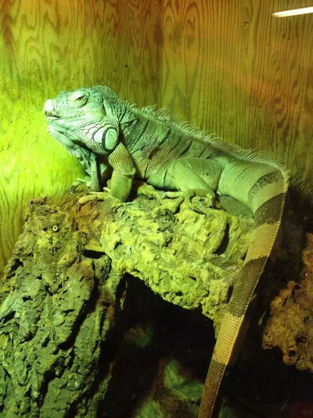 Tree Frog Treks