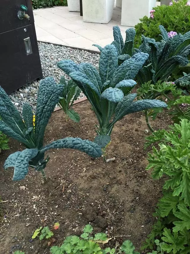 Stem Kitchen & Garden