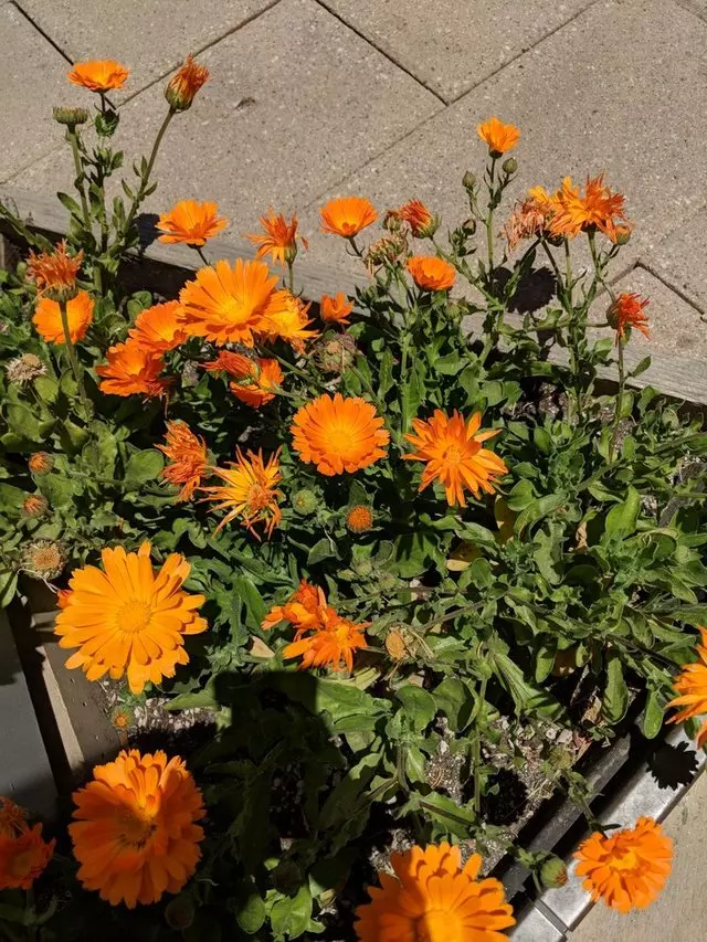 Stem Kitchen & Garden